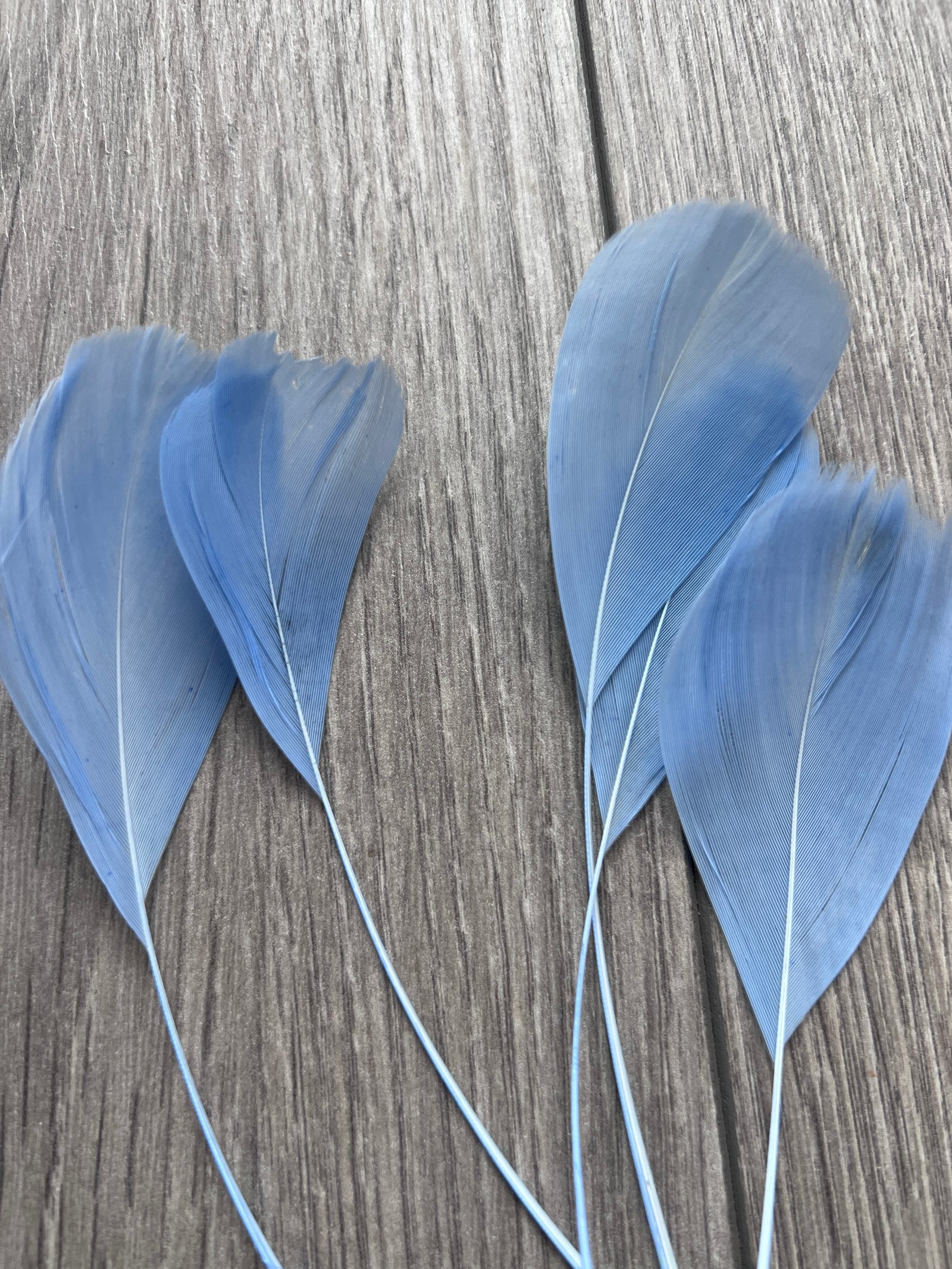 Powder Blue Long Coque Feathers  x5