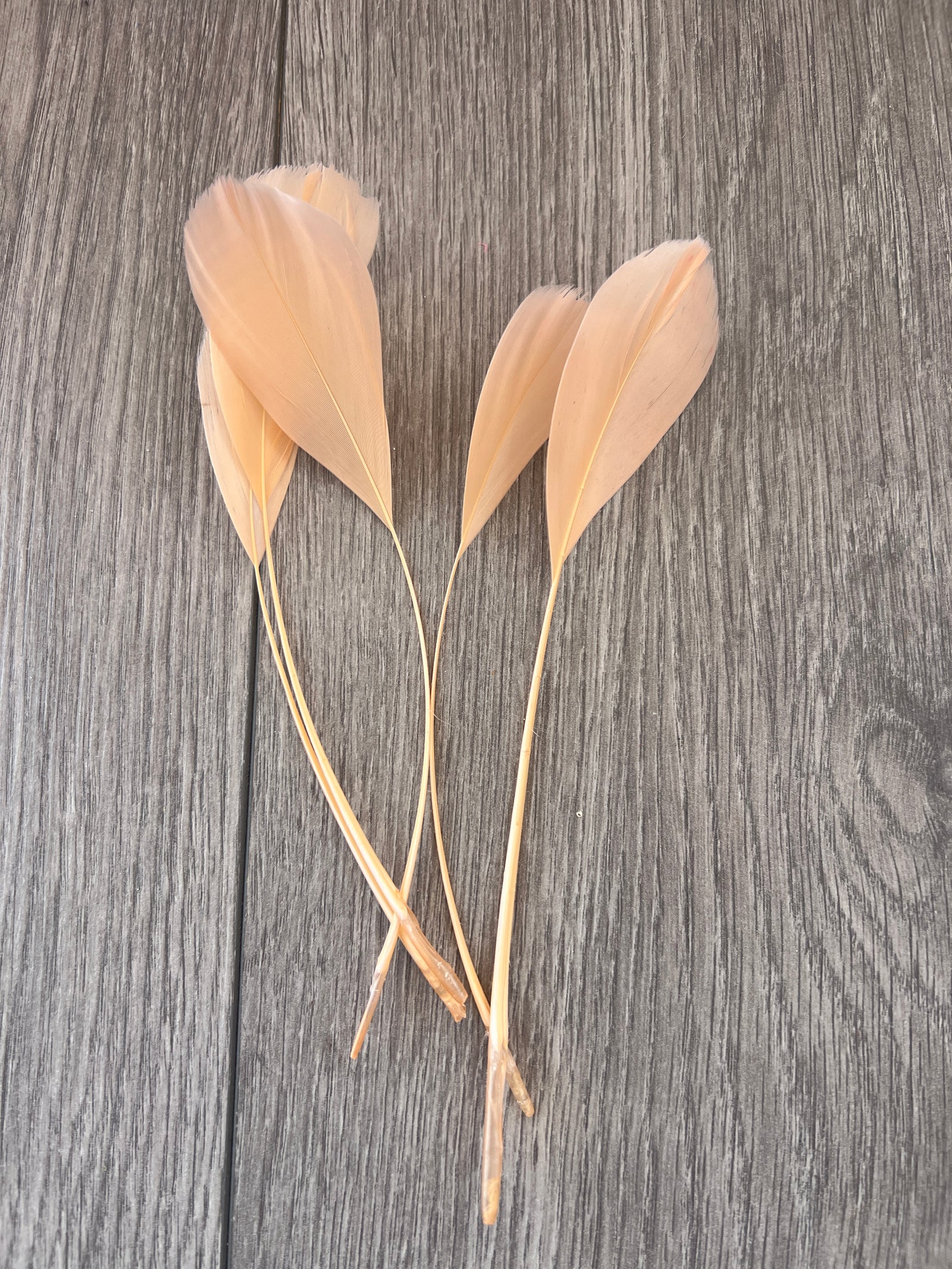 Apricot Long Coque Feathers x5-Fascinators Direct