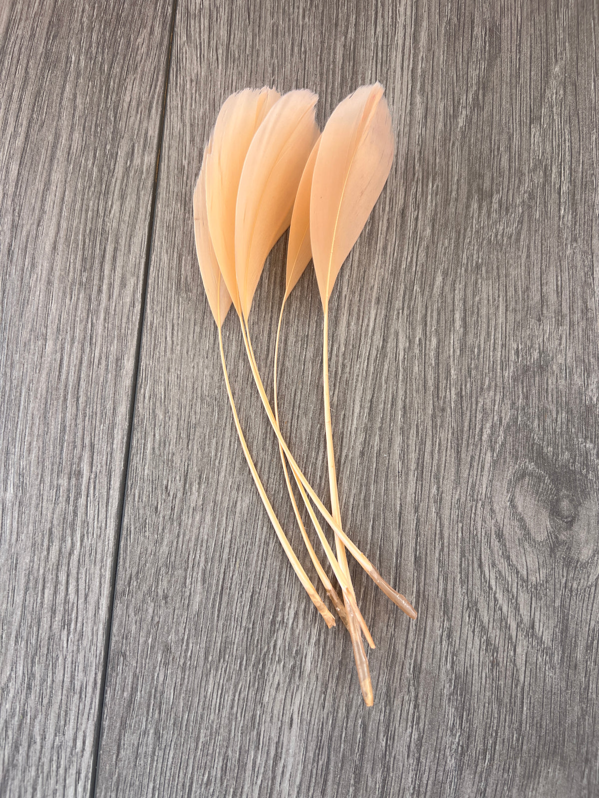 Apricot Long Coque Feathers x5-Fascinators Direct