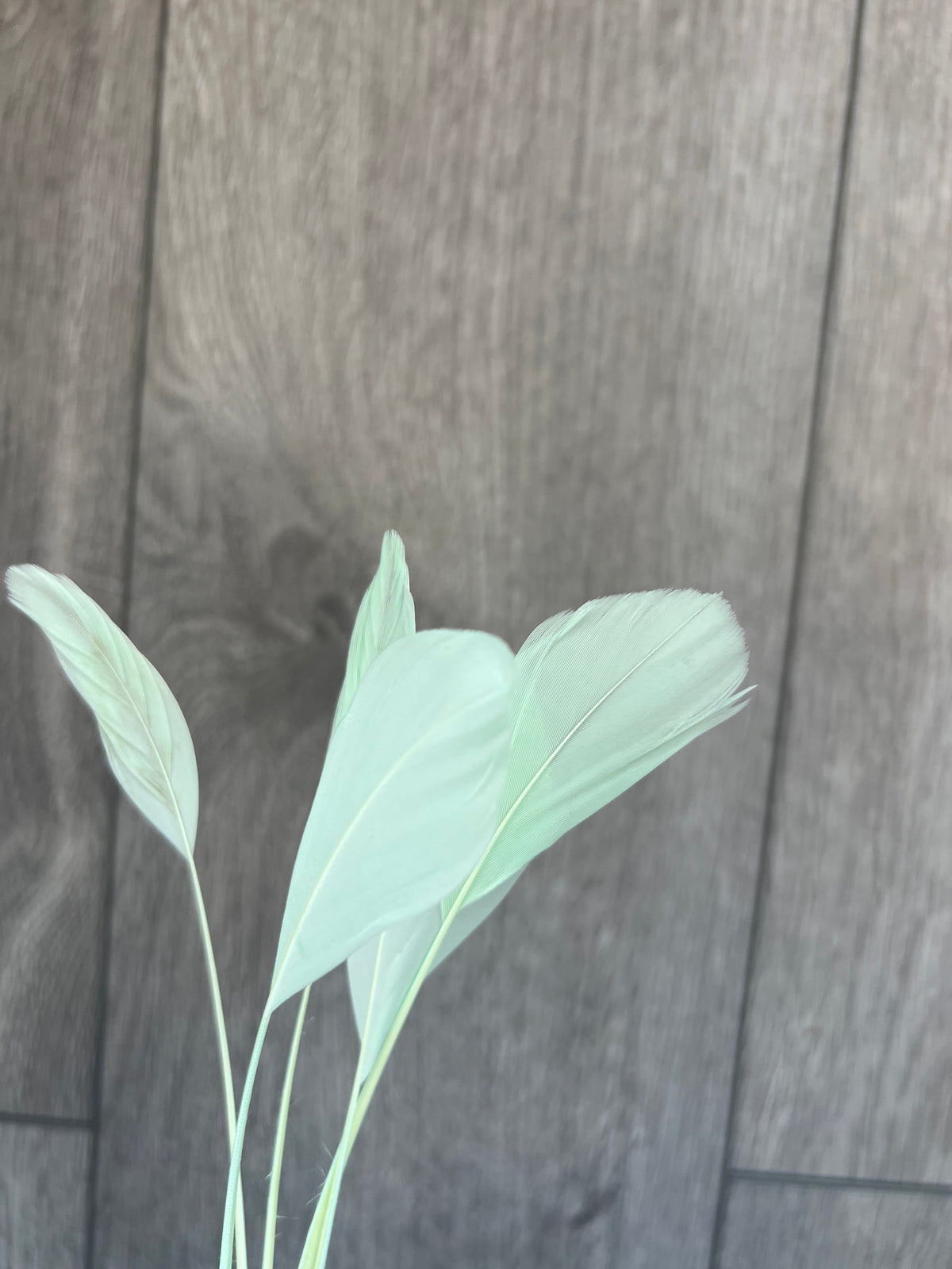 Aqua Long Coque Feathers x5-Fascinators Direct