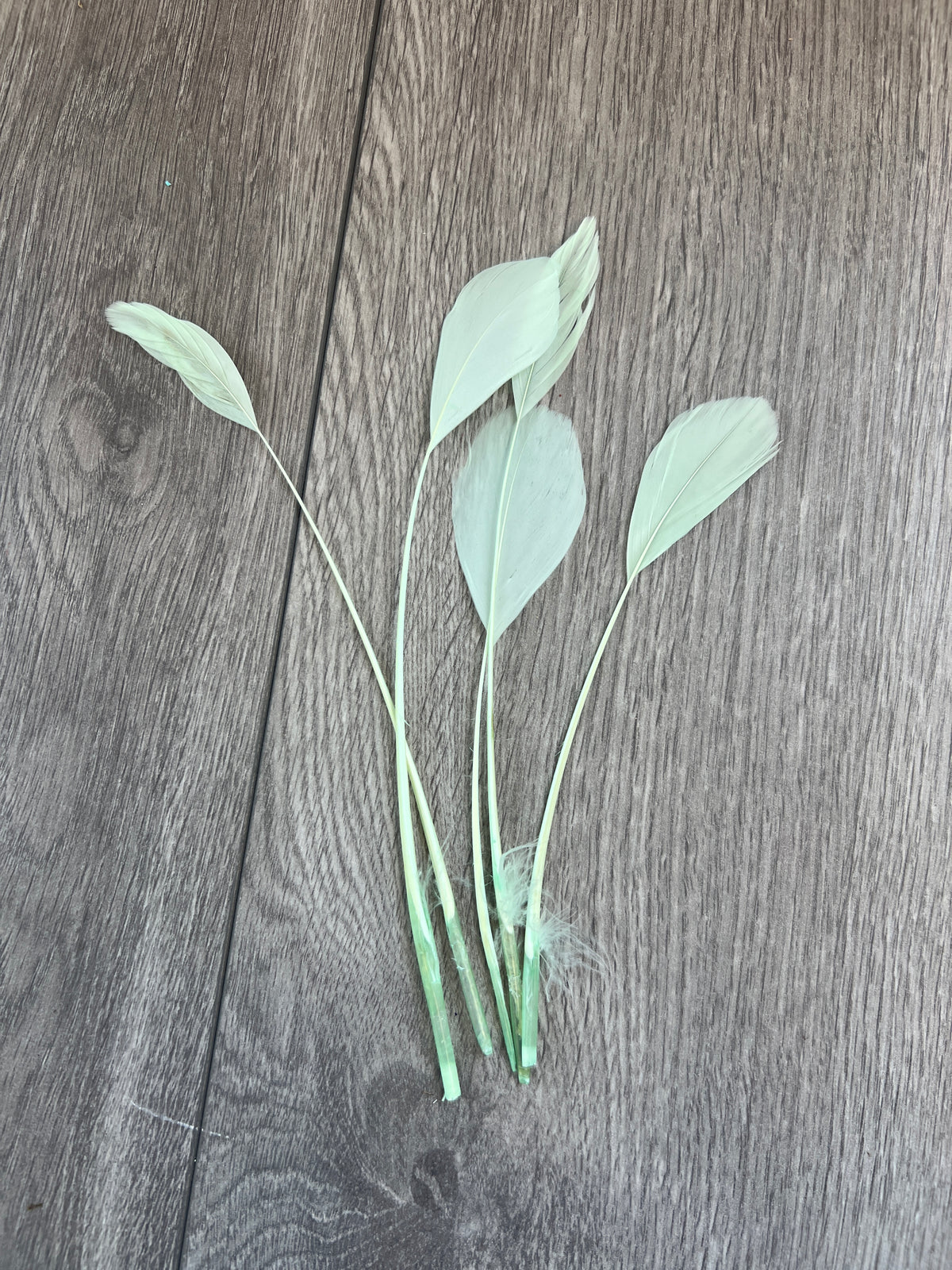 Aqua Long Coque Feathers x5-Fascinators Direct