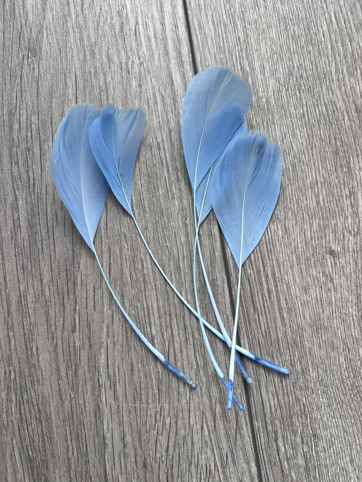 Powder Blue Long Coque Feathers  x5