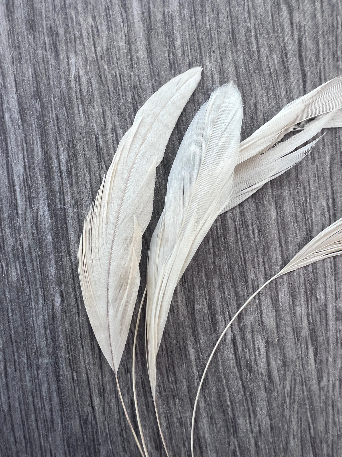 Ivory Long Coque Feathers x5-Fascinators Direct