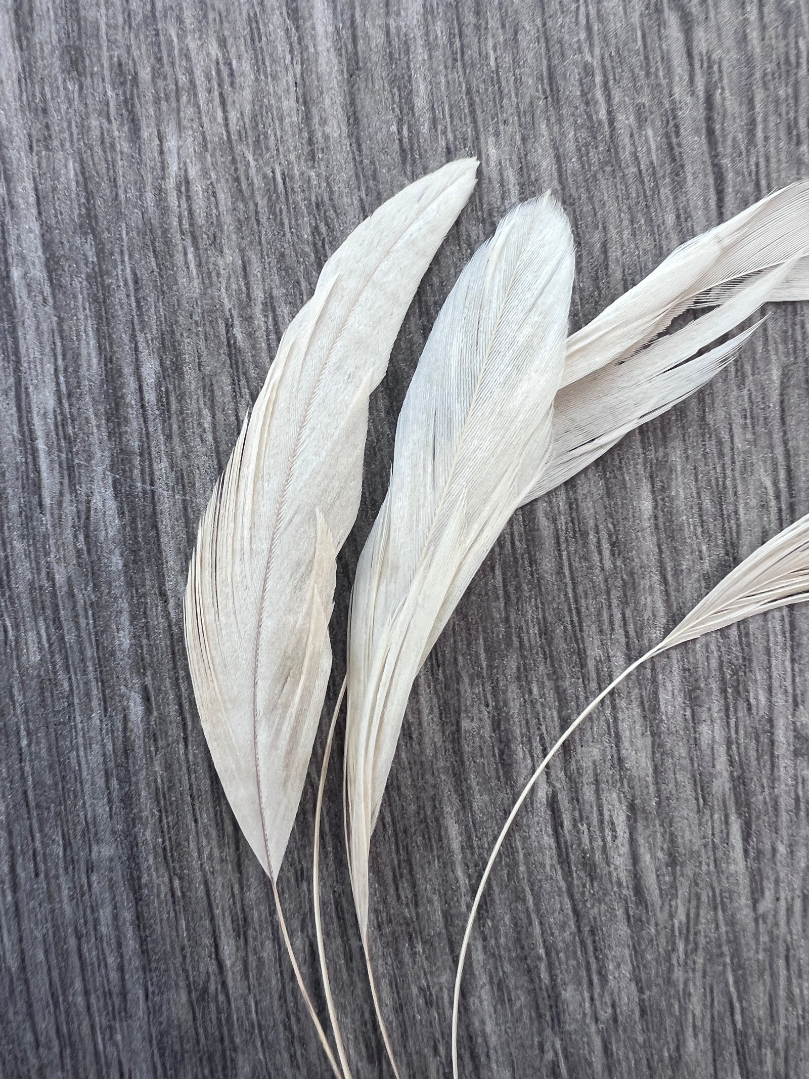 Ivory Long Coque Feathers x5-Fascinators Direct