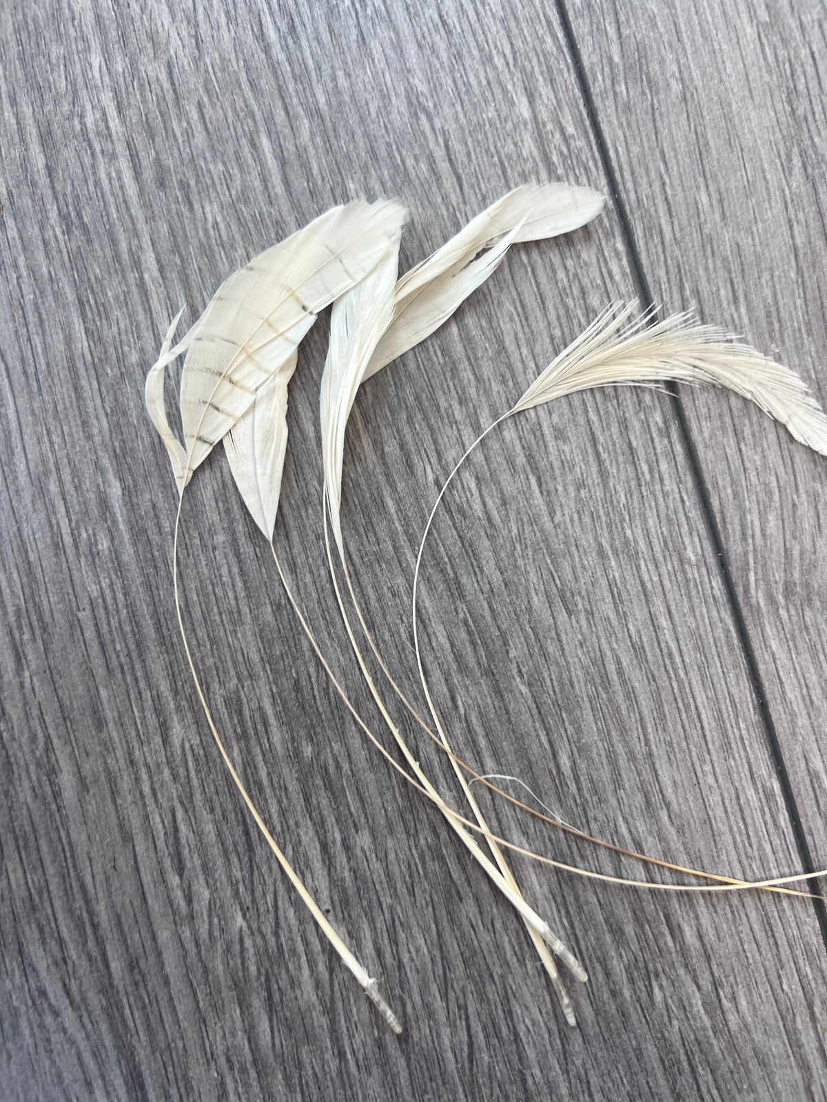 Ivory Long Coque Feathers x5-Fascinators Direct