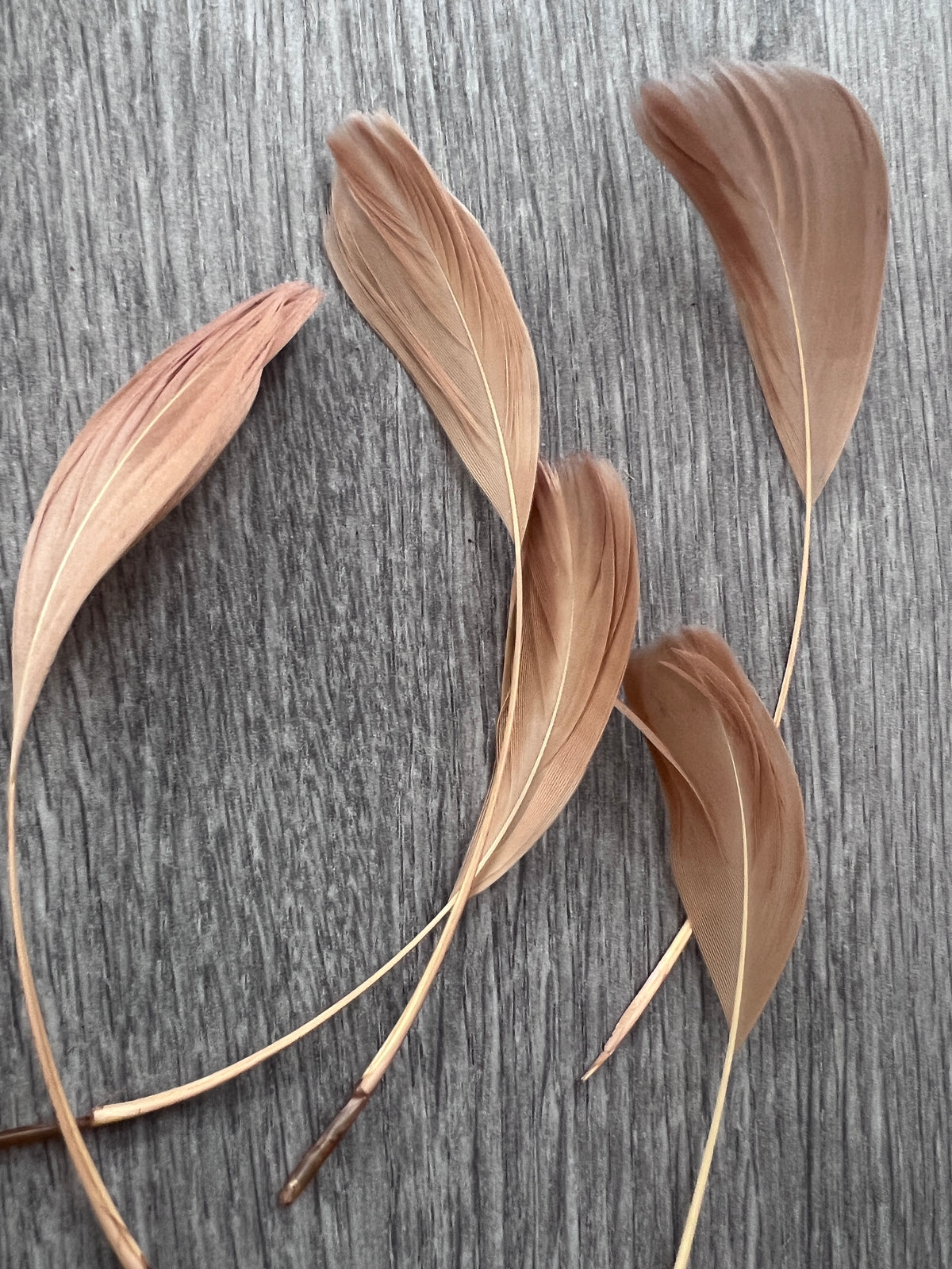 Light Gold Long Coque Feathers x5-Fascinators Direct