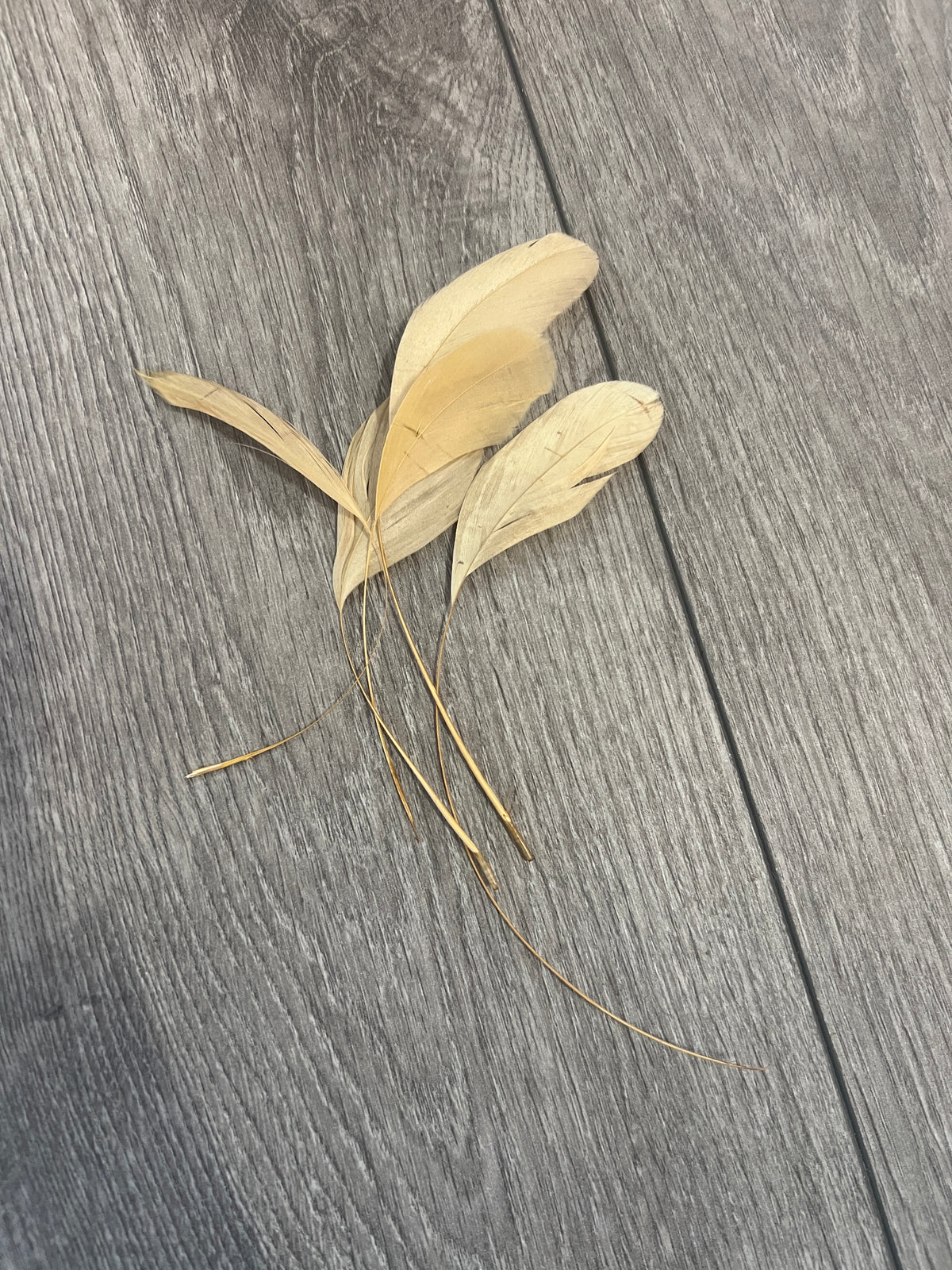 Light Gold Long Coque Feathers x5-Fascinators Direct