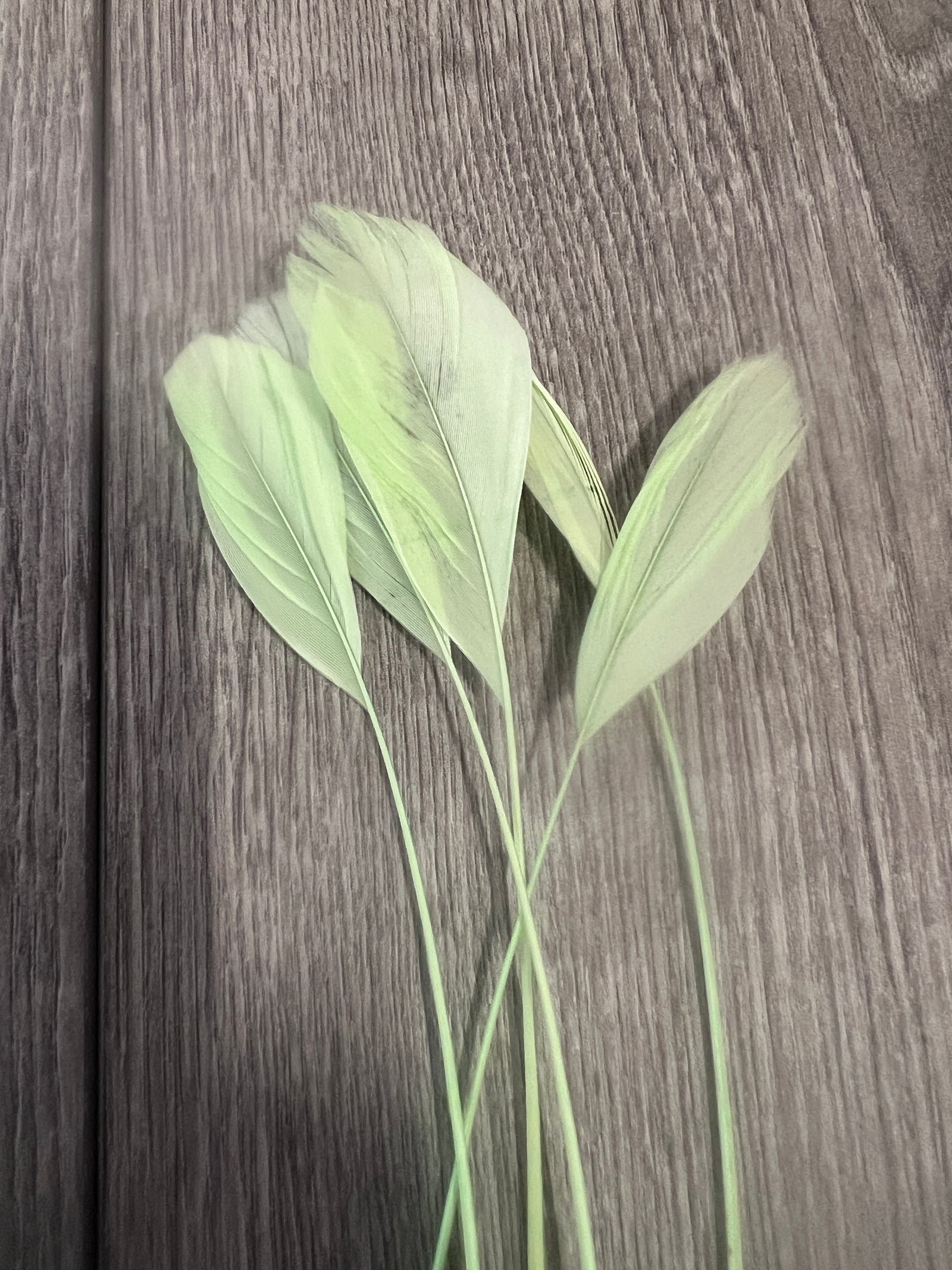 Light Green Long Coque Feathers x5-Fascinators Direct