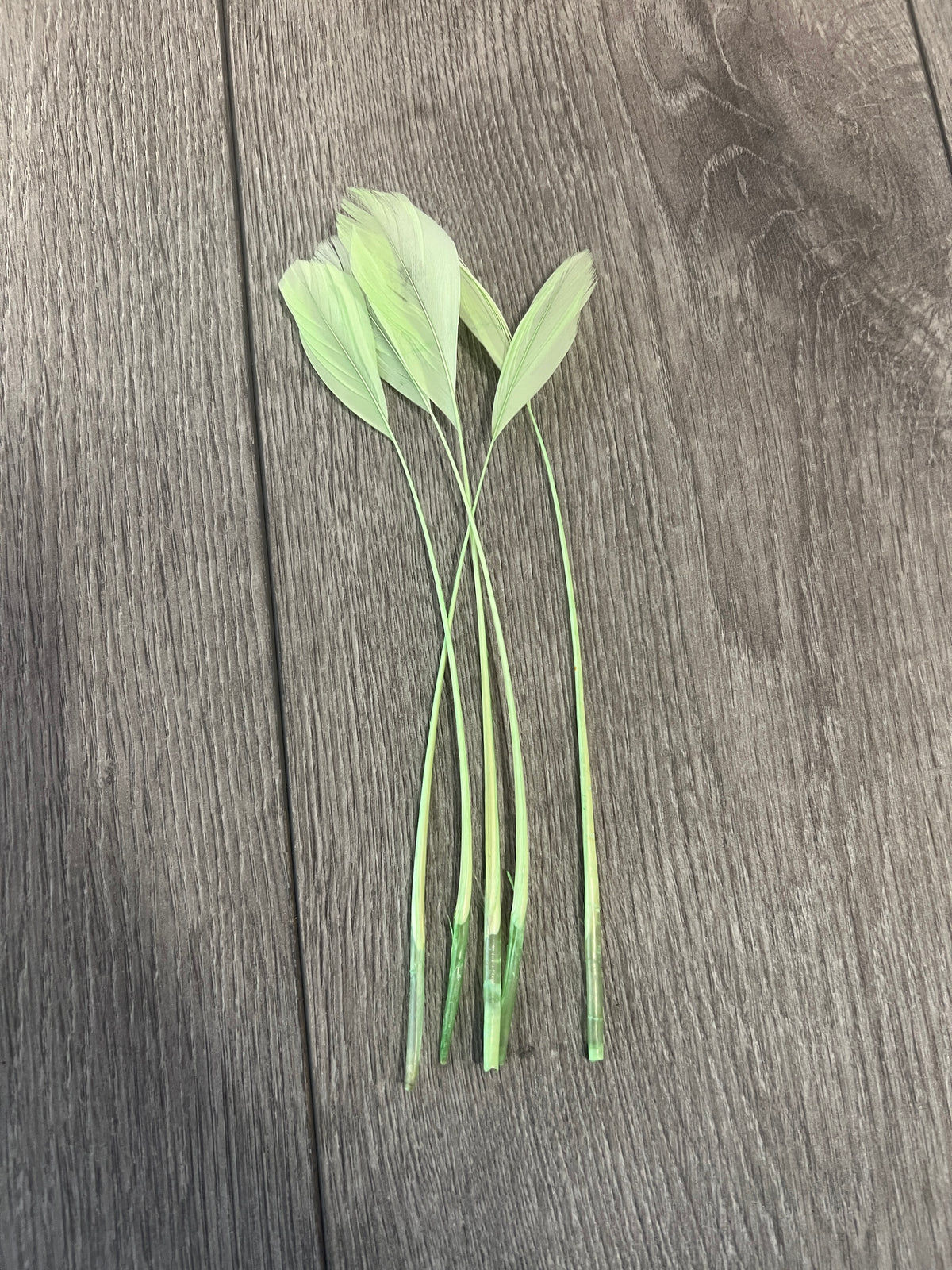 Light Green Long Coque Feathers x5-Fascinators Direct