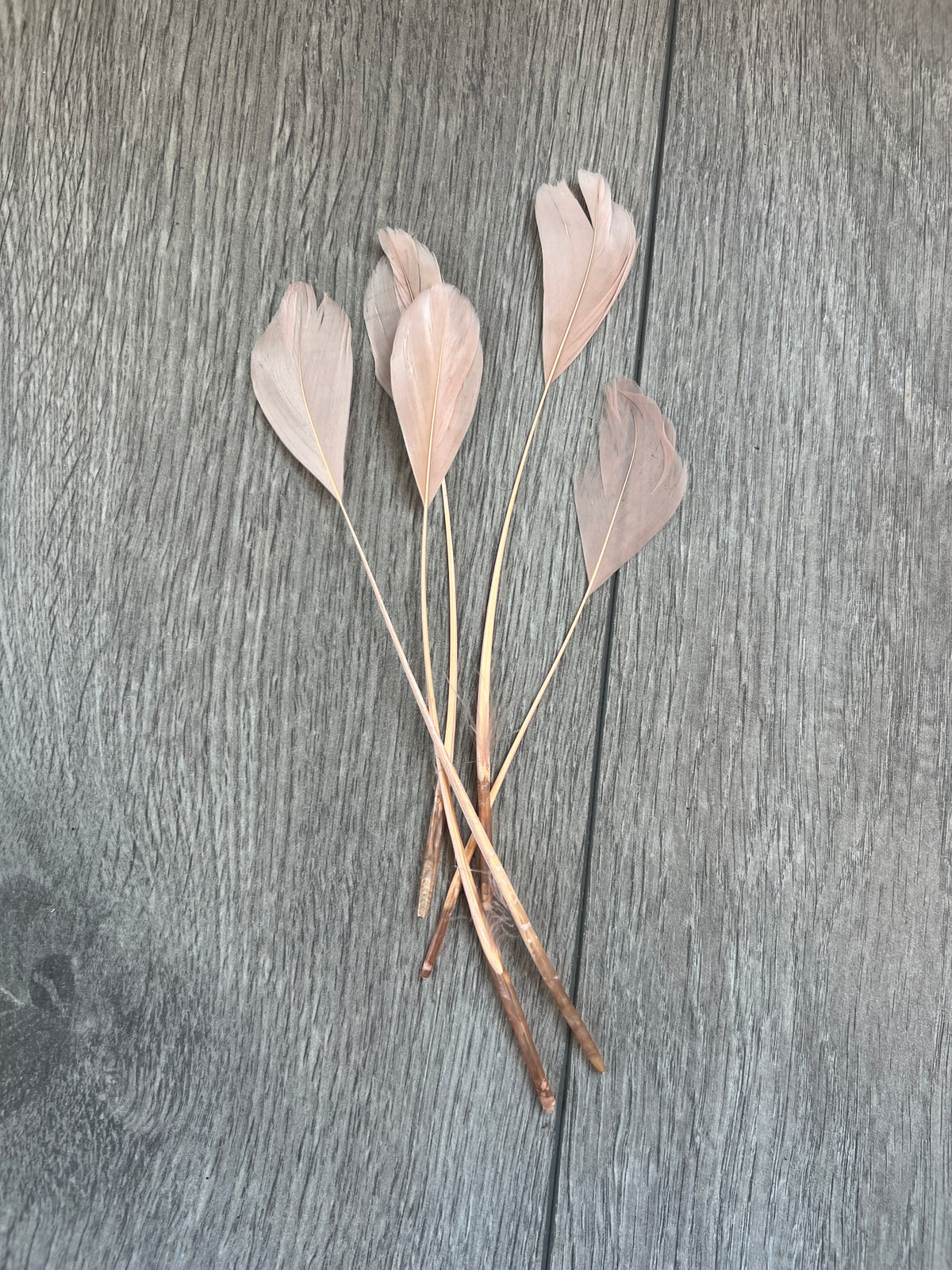 Nude Long Coque Feathers x5-Fascinators Direct