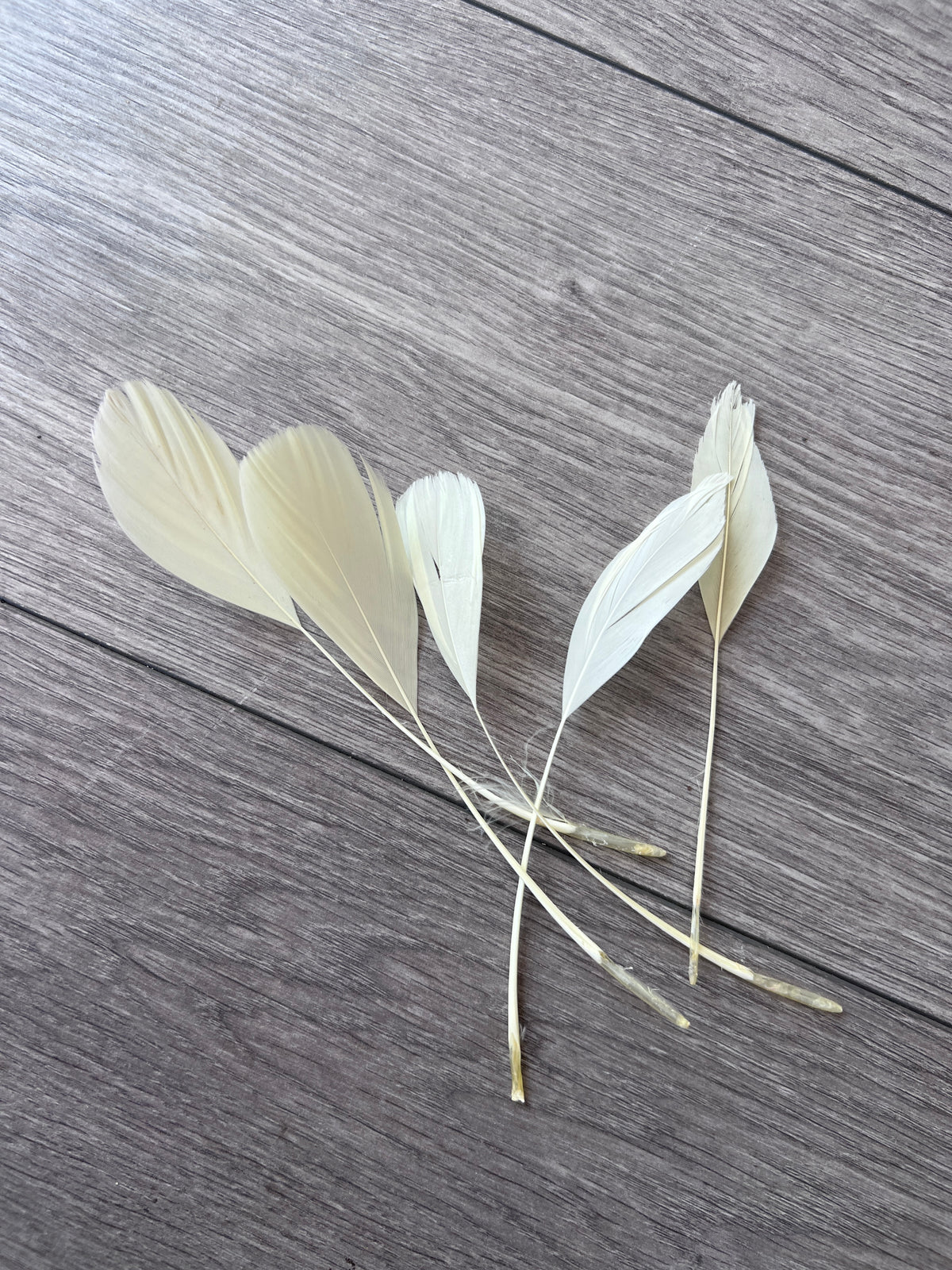 Pale Yellow Long Coque Feathers x5-Fascinators Direct