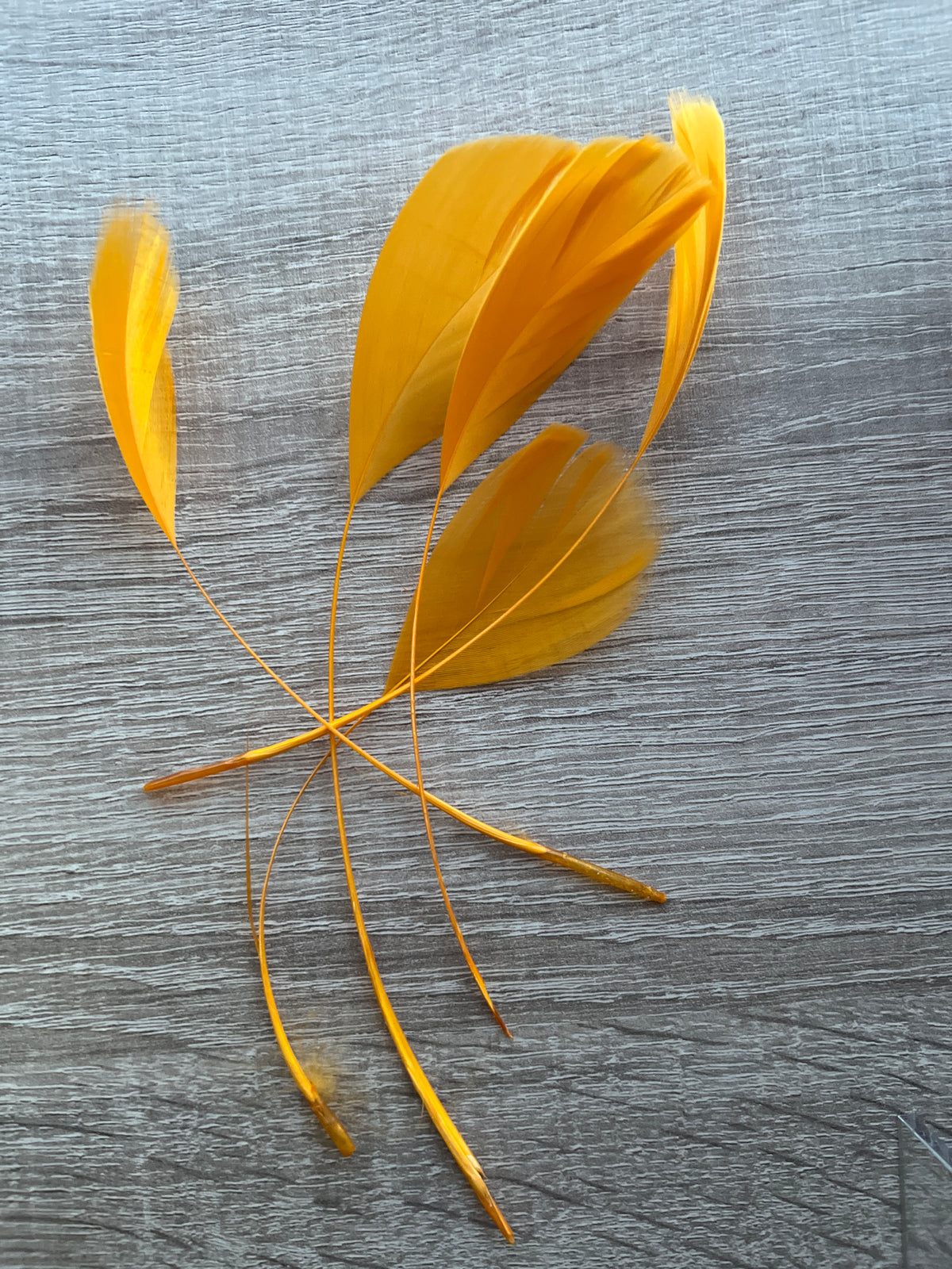 Tangerine Long Coque Feathers x5-Fascinators Direct